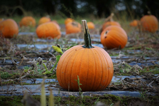 Pumpkins need not be scary...